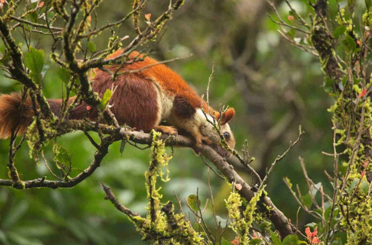 Bhimashankar Wildlife Sanctuary